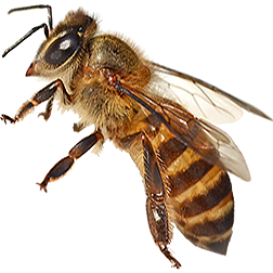 Italian Honey Bee